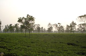 চা বাগানের অপূর্ব দিগন্ত টানবে যে কাউকে (ছবি: রিফাত)